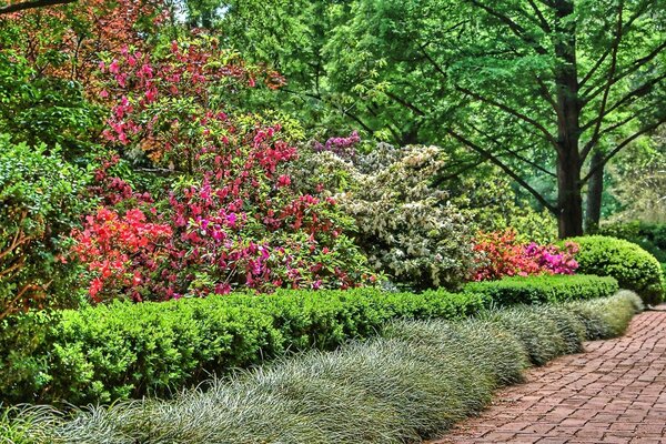 Mejores flores del mundo belleza