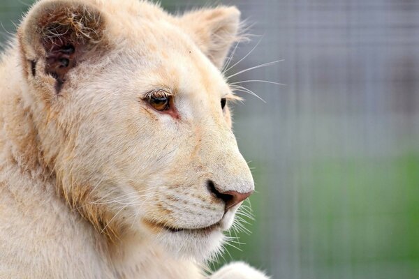 Tigre blanco mirando a lo lejos