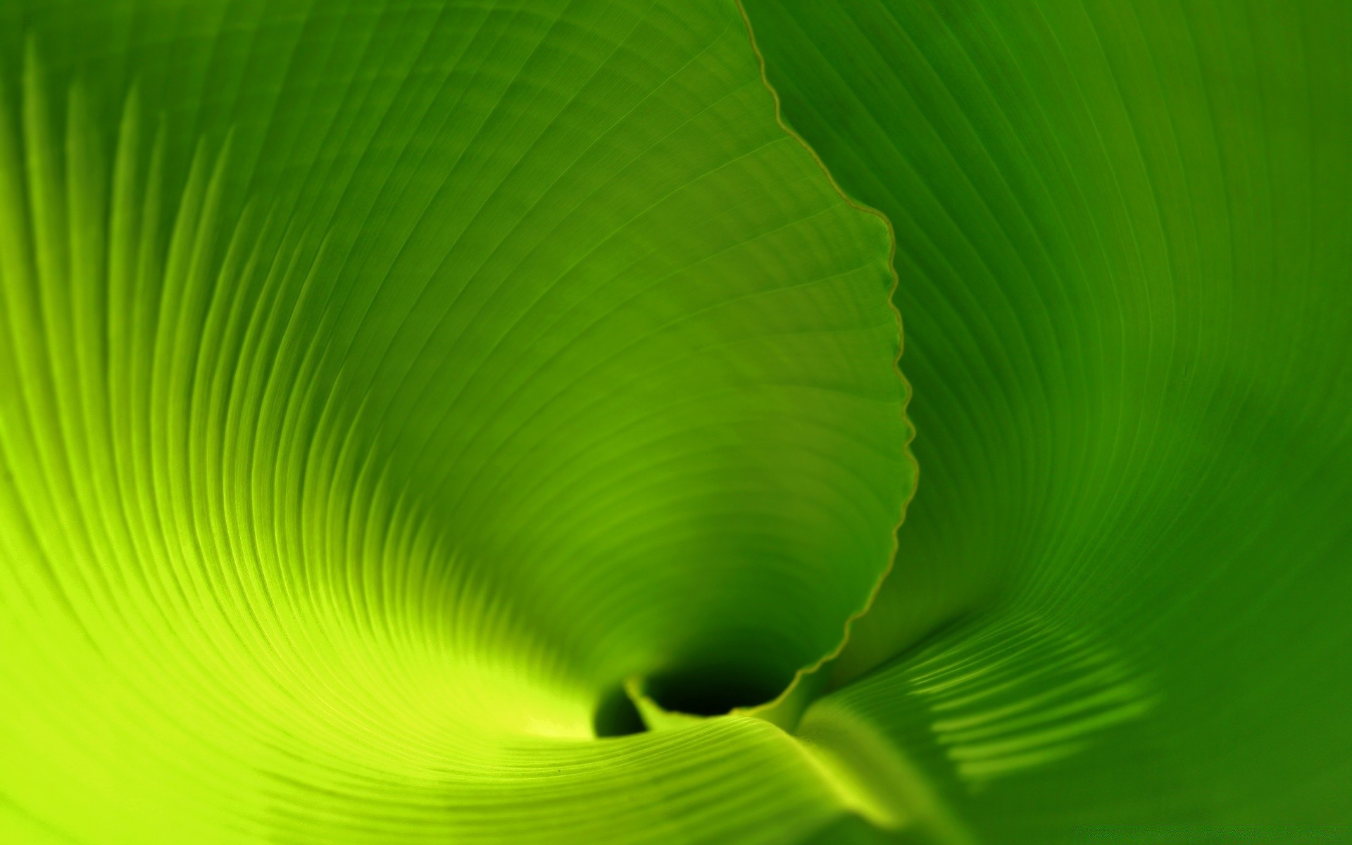plantas hoja abstracto flora escritorio brillante color textura naturaleza