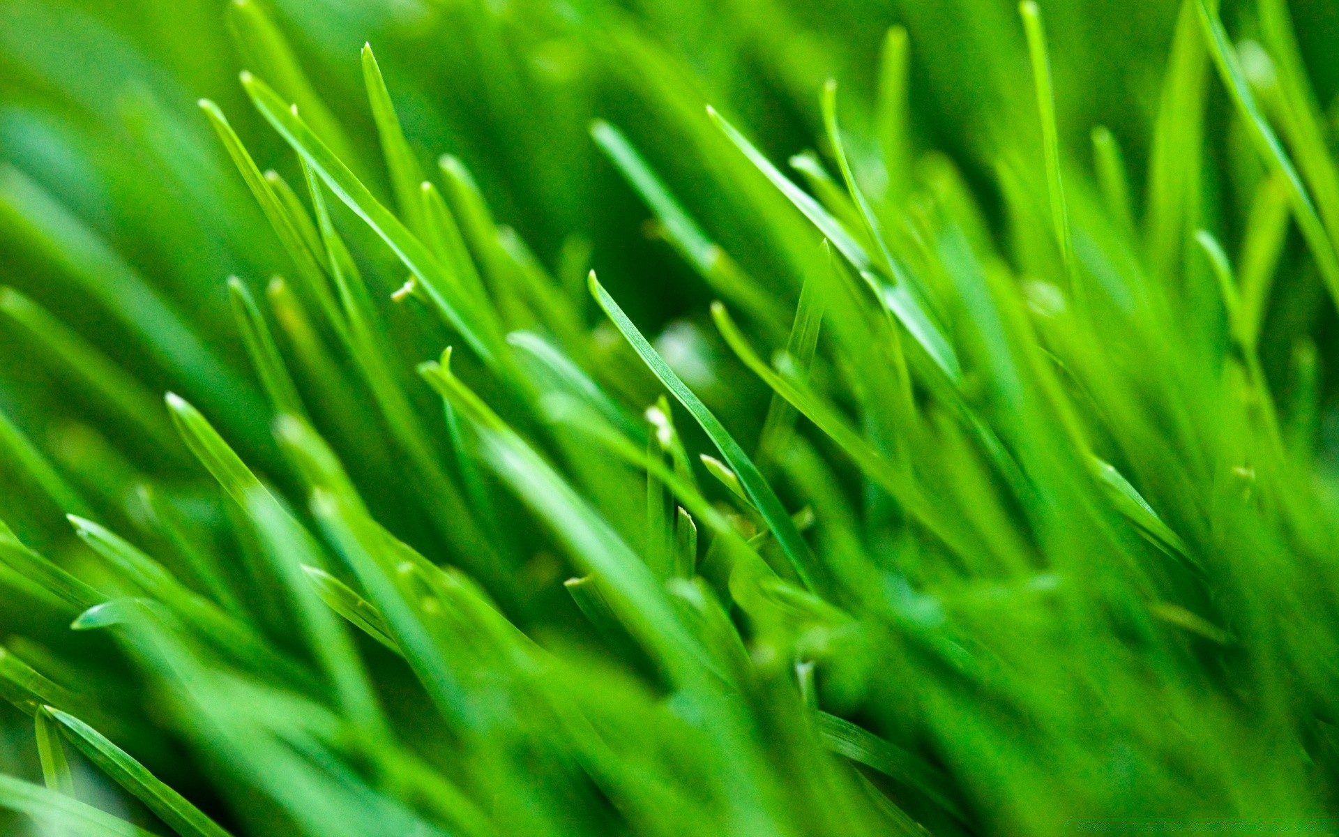 plantas hierba césped exuberante hoja crecimiento flora hierba de trigo hoja jardín heno césped medio ambiente rocío frescura naturaleza patio ecología campo gota
