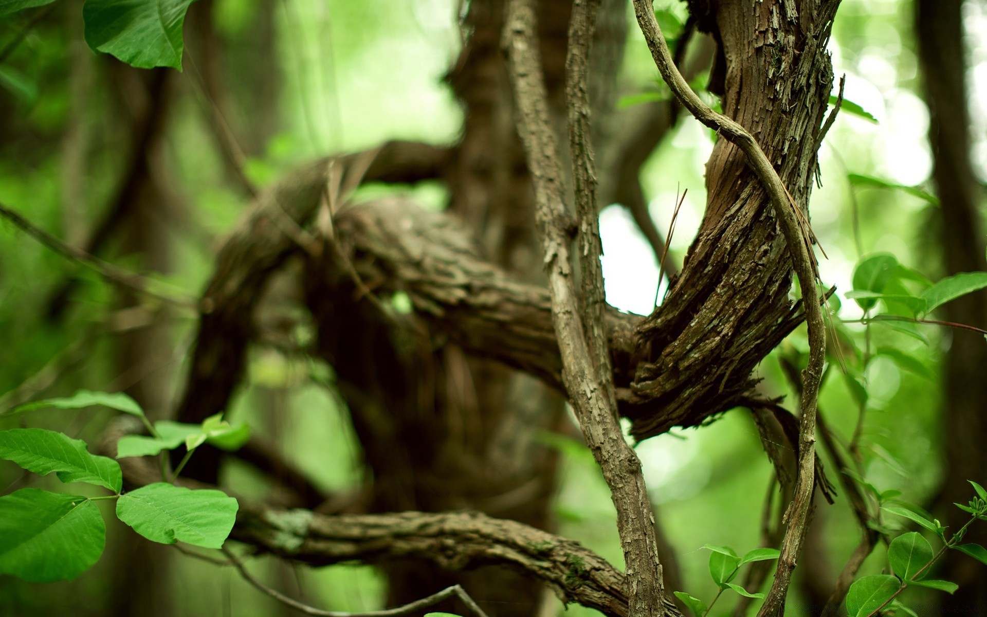 plantas árbol naturaleza madera hoja pájaro vida silvestre al aire libre nido selva tropical salvaje medio ambiente jardín animal flora selva tronco
