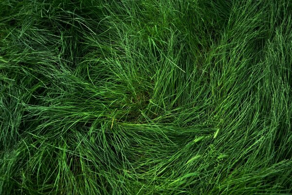 Hierba verde fresca en verano