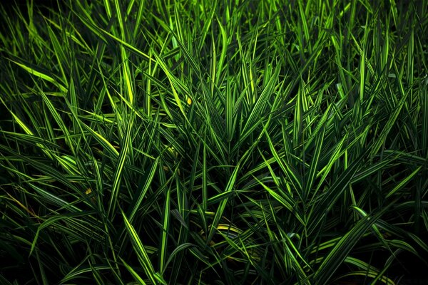 Color verde multifacético. Magia de la naturaleza