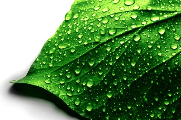 Gotas de agua en una hoja verde