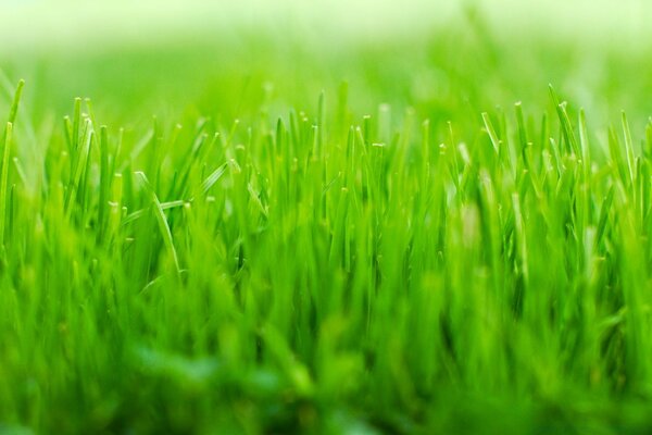 Foto de un joven césped verde