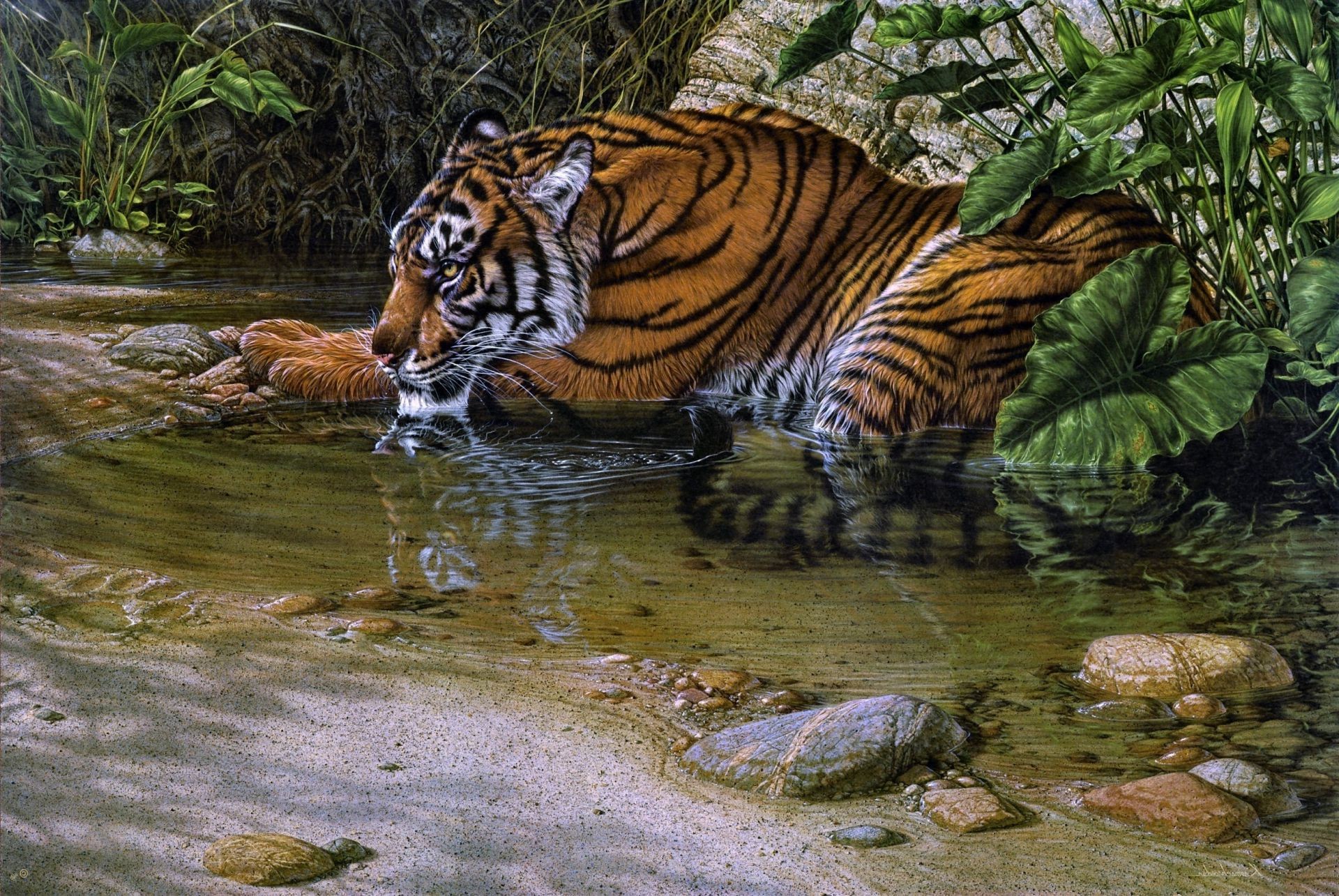 tigres tigre vida silvestre selva naturaleza gato salvaje zoológico depredador mamífero agua peligro cazador al aire libre agresión