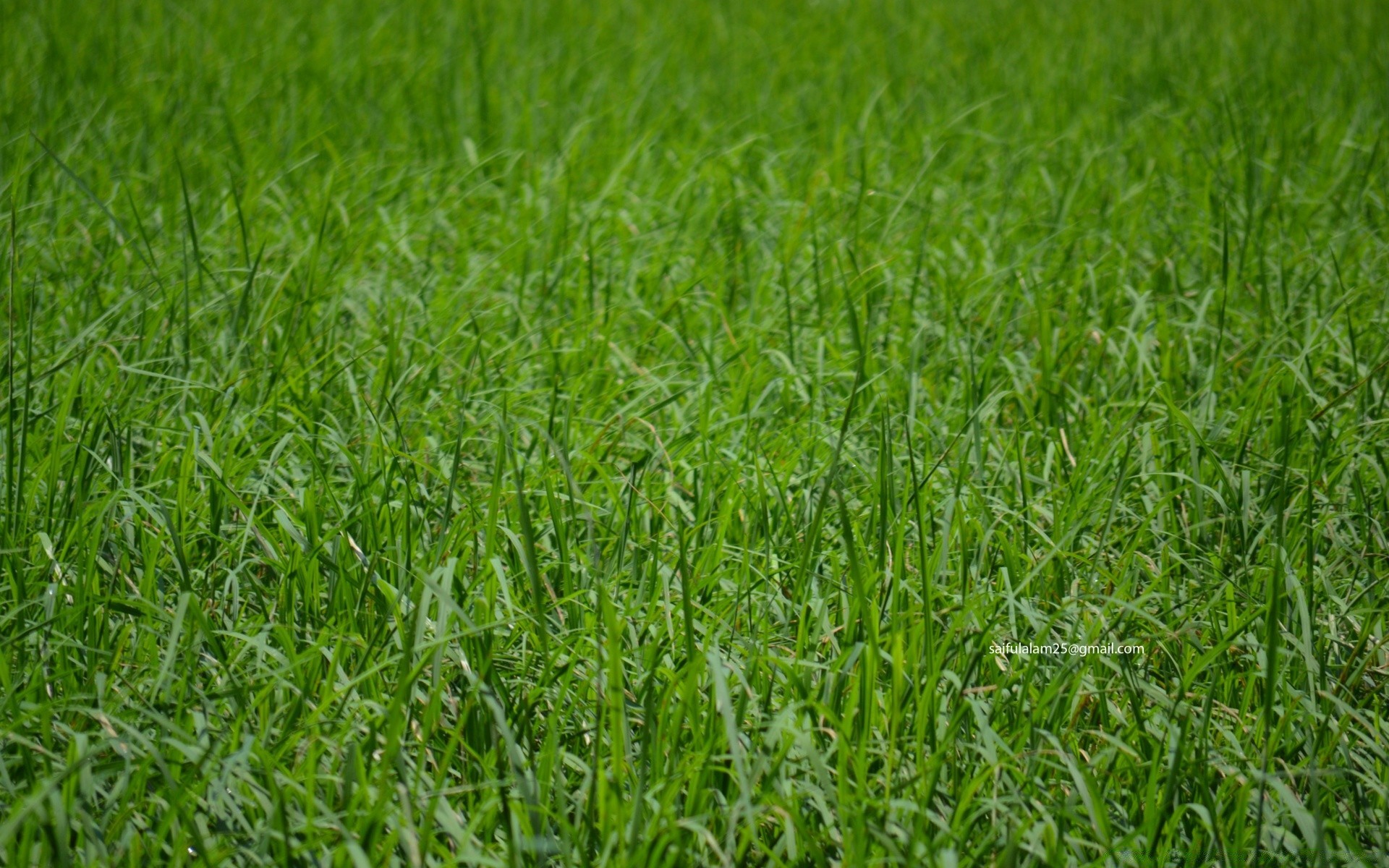 plantas hierba crecimiento campo césped exuberante heno flora verano medio ambiente hoja pasto césped rural pasto agricultura suelo naturaleza hoja frescura granja