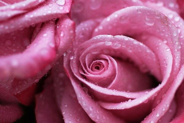 Rosas Rosadas para mi compañera de clase