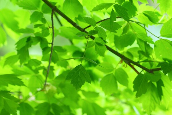 Hojas de plantas naturaleza y flora
