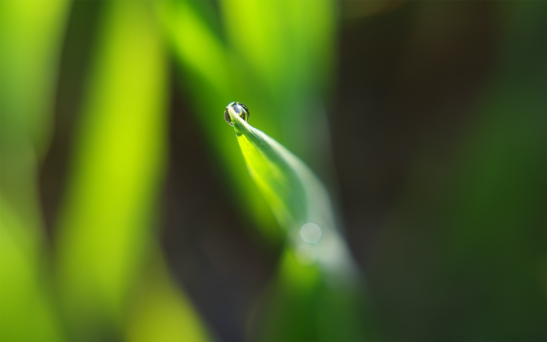 plantas lluvia hoja rocío gota naturaleza crecimiento flora gotas desenfoque jardín dof mojado medio ambiente hierba insecto limpieza verano gotas