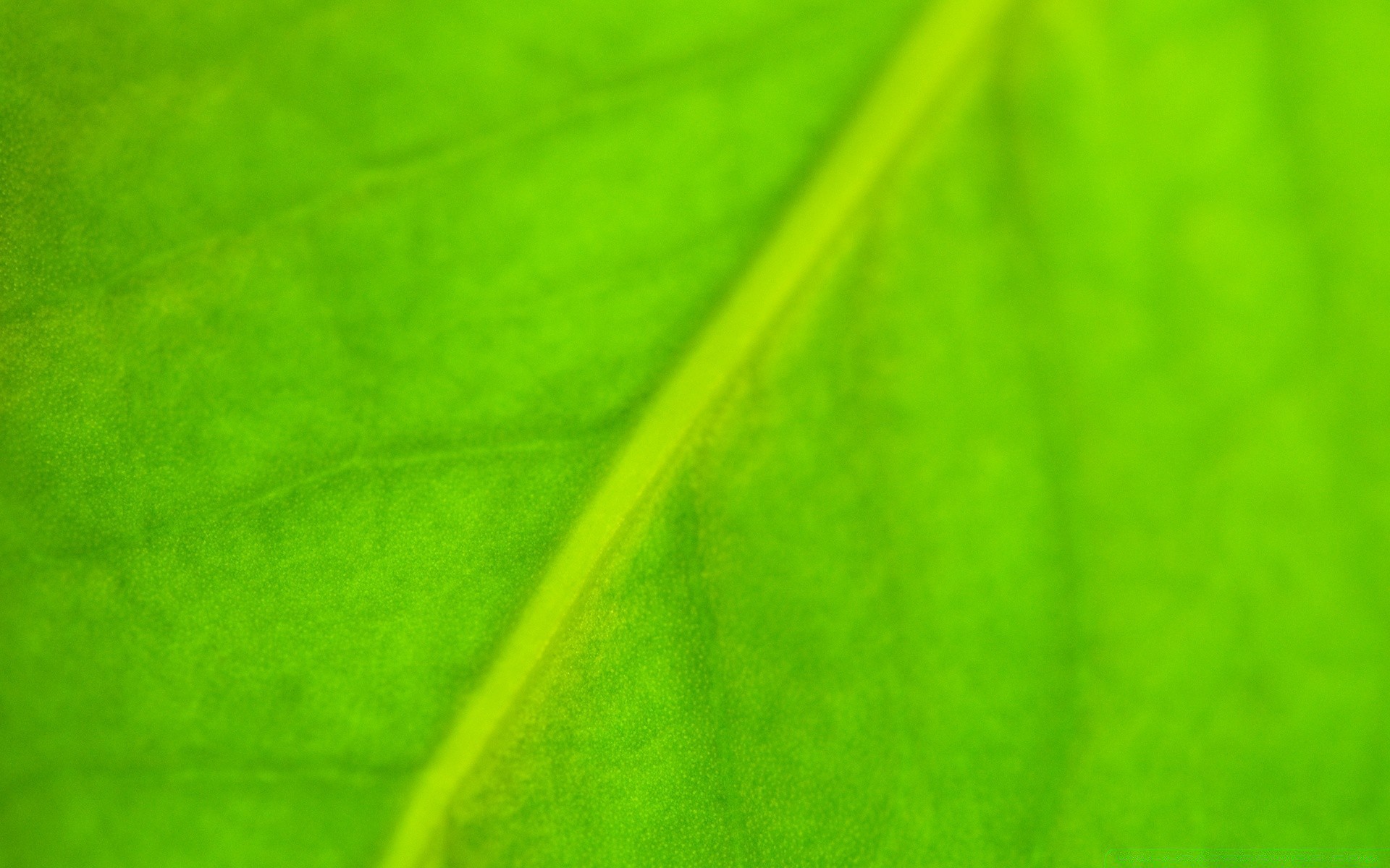 plantas hoja resumen flora fotosíntesis venas asimetría textura crecimiento jardín escritorio artístico color rocío diagonal lluvia naturaleza arte caída brillante