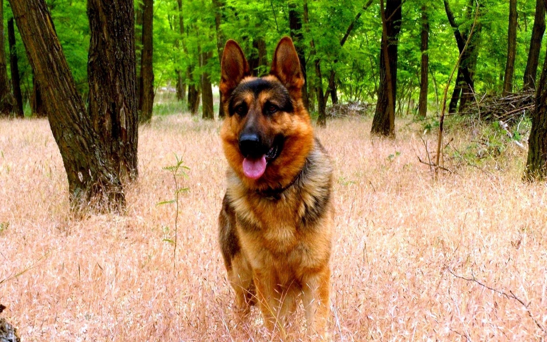 perros perro mascota mamífero perro animal naturaleza hierba lindo retrato al aire libre pelaje raza