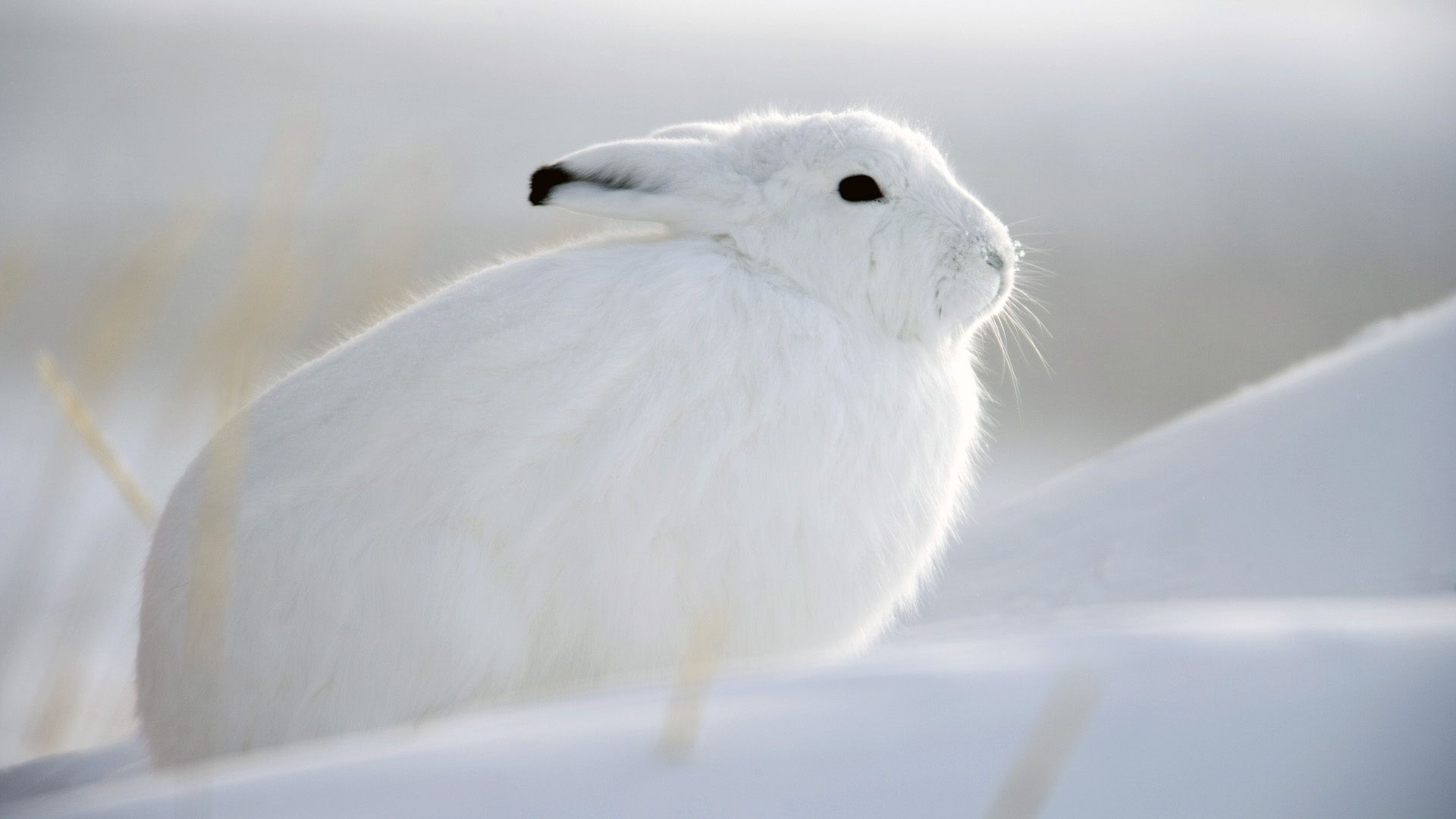 animales nieve aves invierno frío animal naturaleza vida silvestre escarchado