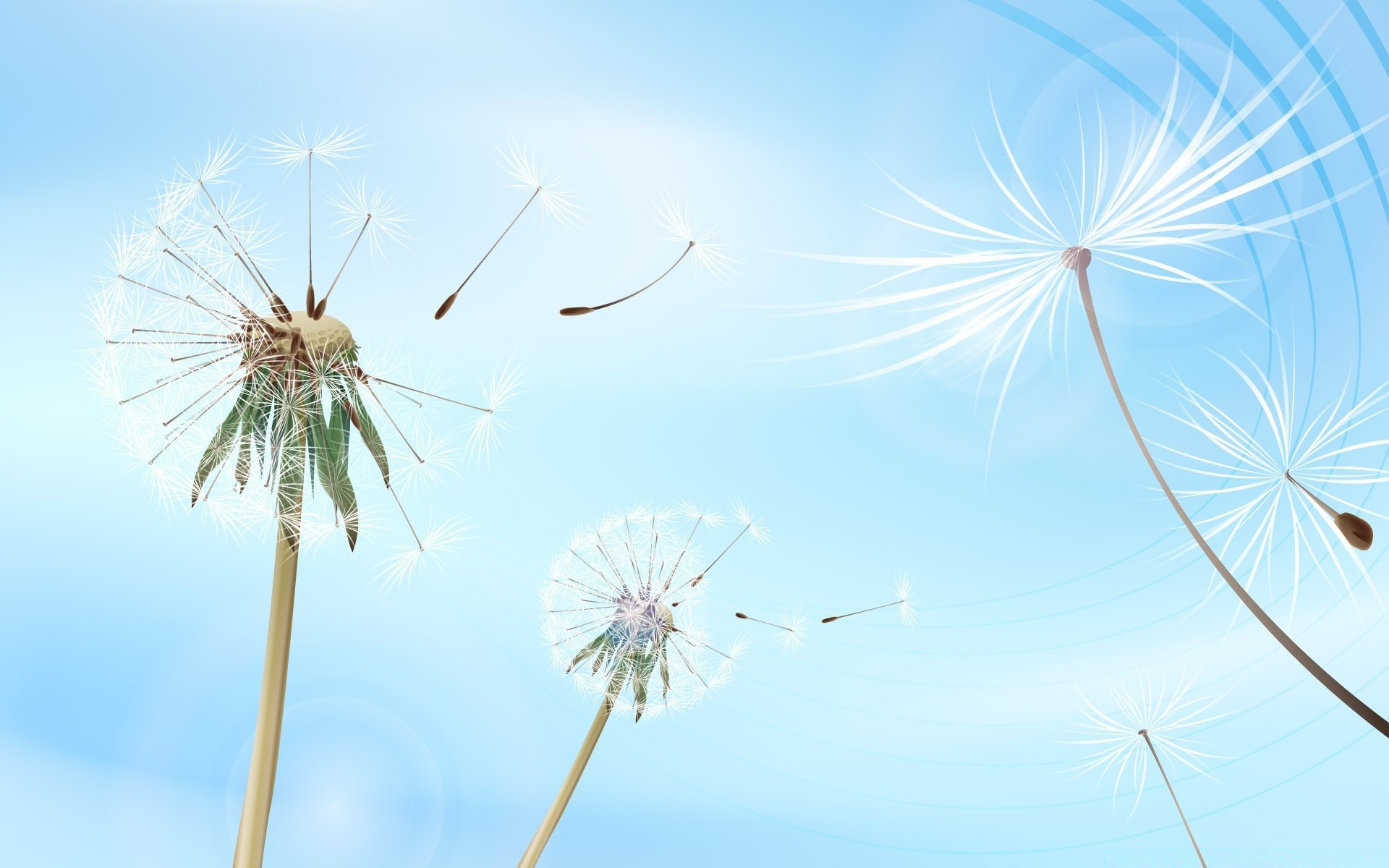 gráficos vectoriales diente de león cielo viento verano naturaleza