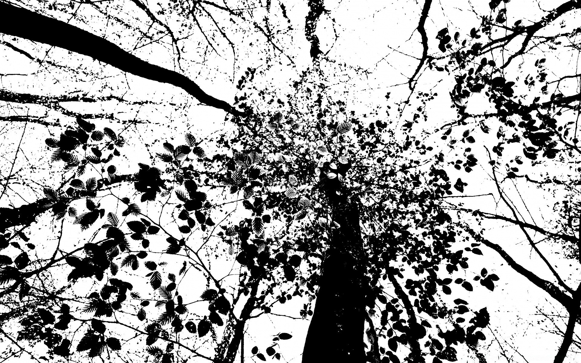 gráficos vectoriales árbol rama hoja temporada madera naturaleza paisaje flora escritorio crecimiento al aire libre parque