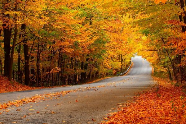 Un largo camino salpicado de hojas y hojas de otoño