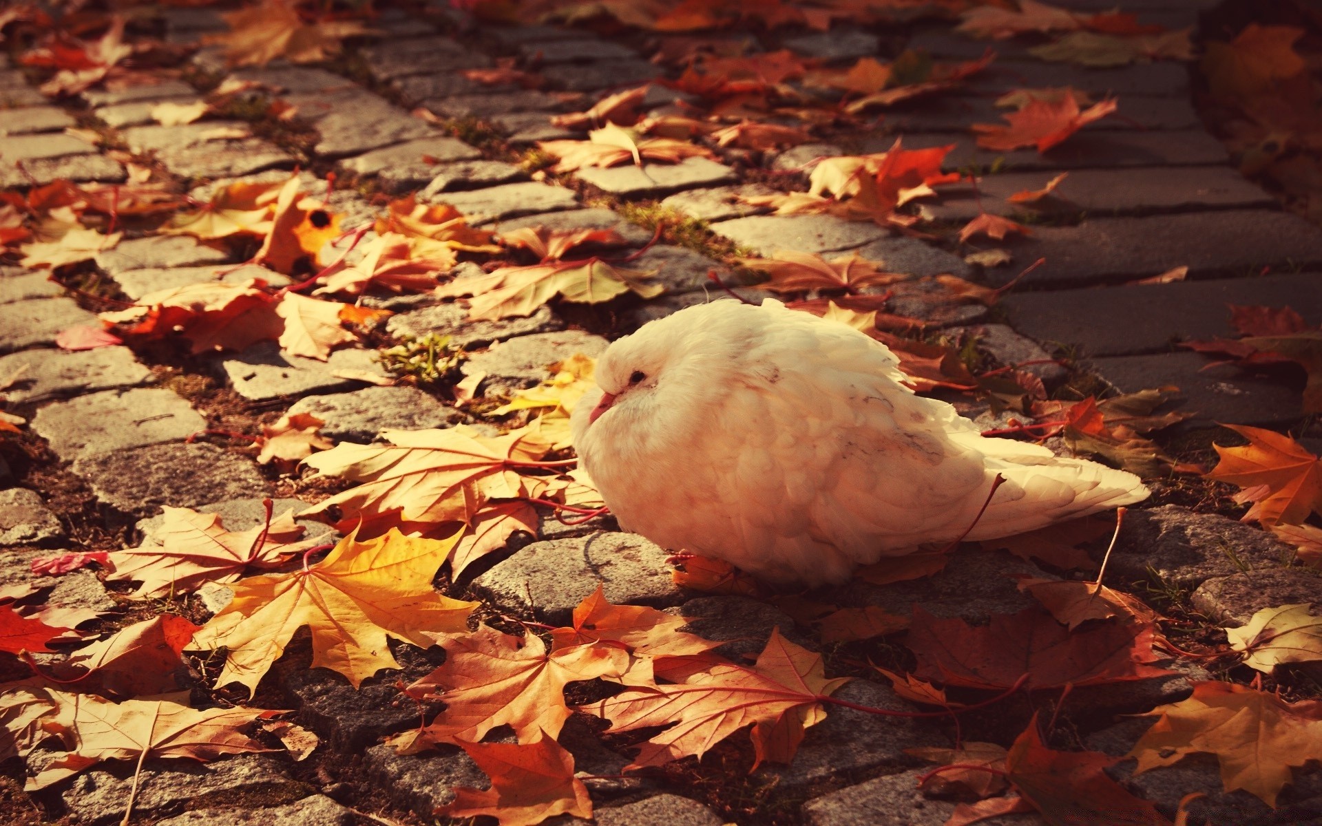 paloma pájaro otoño naturaleza al aire libre aves