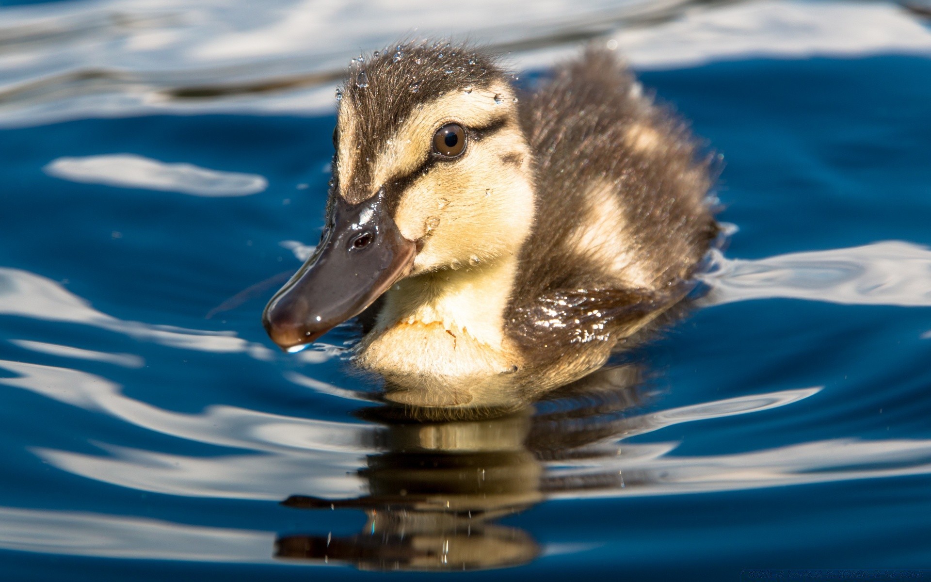 polluelos pato agua natación vida silvestre aves naturaleza patito piscina lago reflexión mojado al aire libre aves acuáticas animal solo ánade real aves