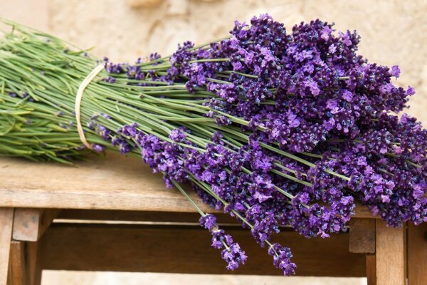 Lavanda montaña lavanda nuestros encuentros contigo