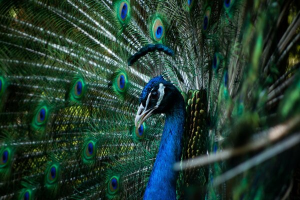 Hermoso pájaro pavo real en la fotografía macro