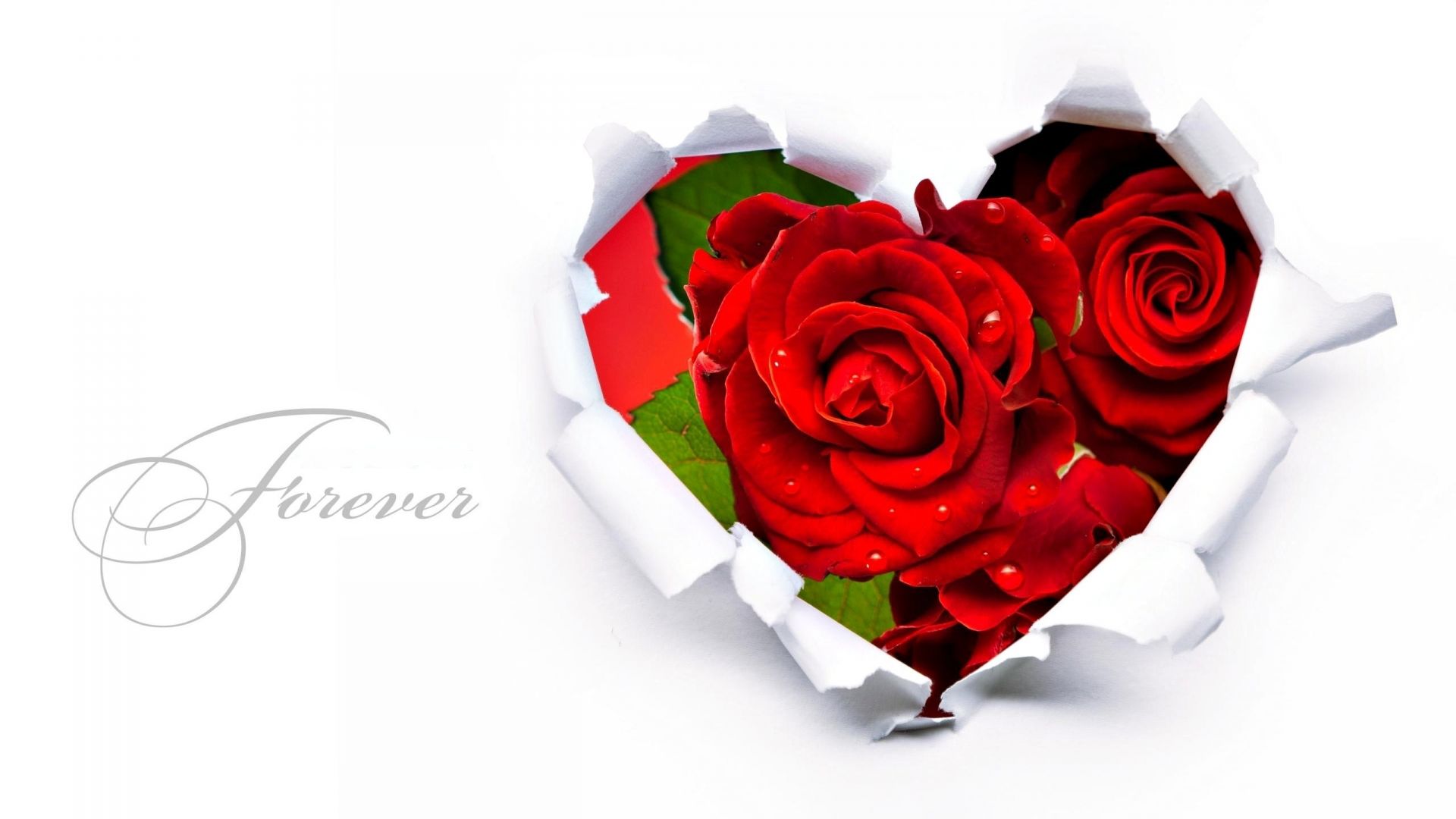 rosas romance regalo amor aniversario romántico flor pétalo boda cumpleaños vacaciones ramo matrimonio floral bluming