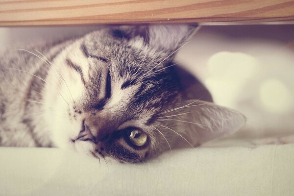 Un gatito le guiñó un ojo a su amo