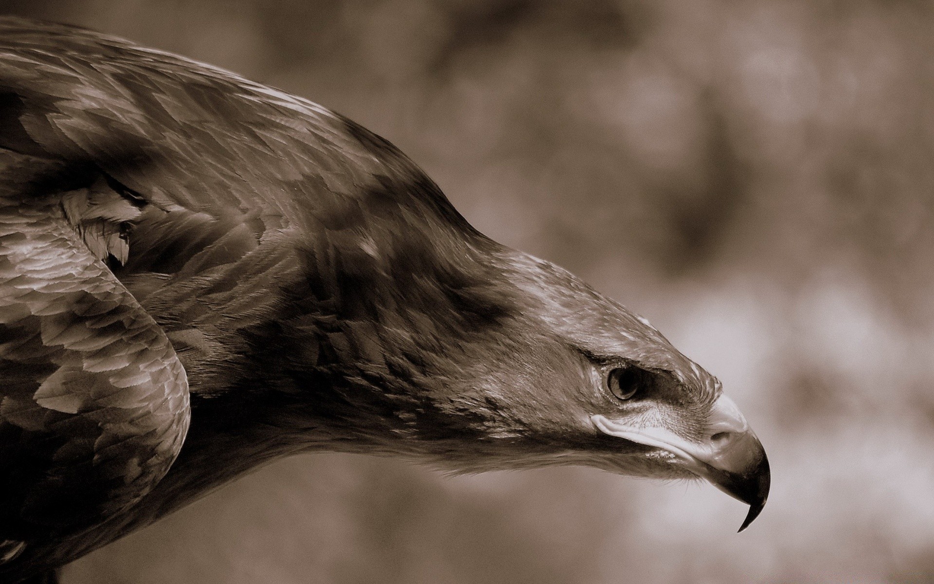 águila pájaro raptor vida silvestre retrato naturaleza ojo presa pluma halcón animal cetrería pico uno depredador cabeza salvaje