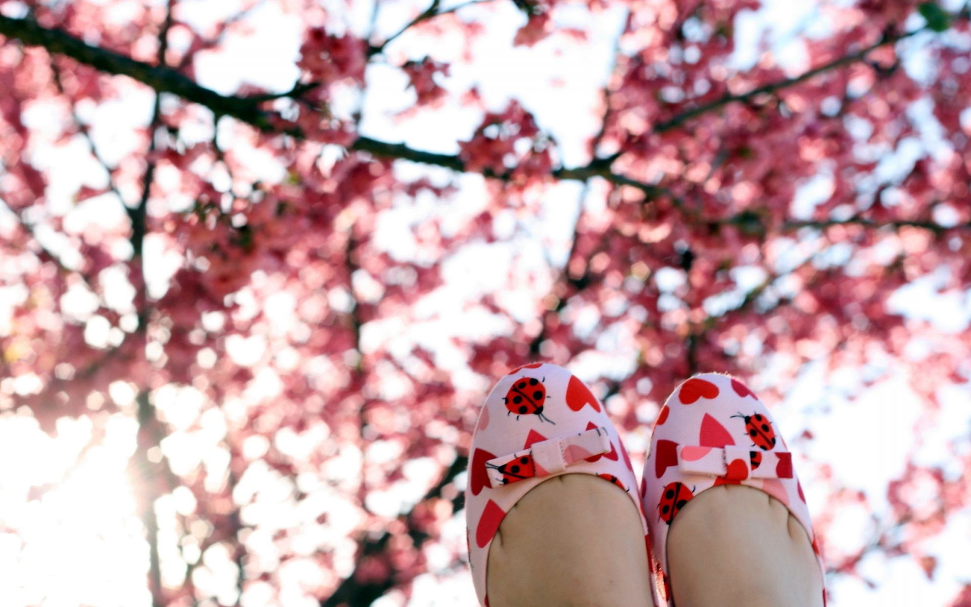 cereza árbol flor al aire libre invierno temporada naturaleza paisaje rama parque