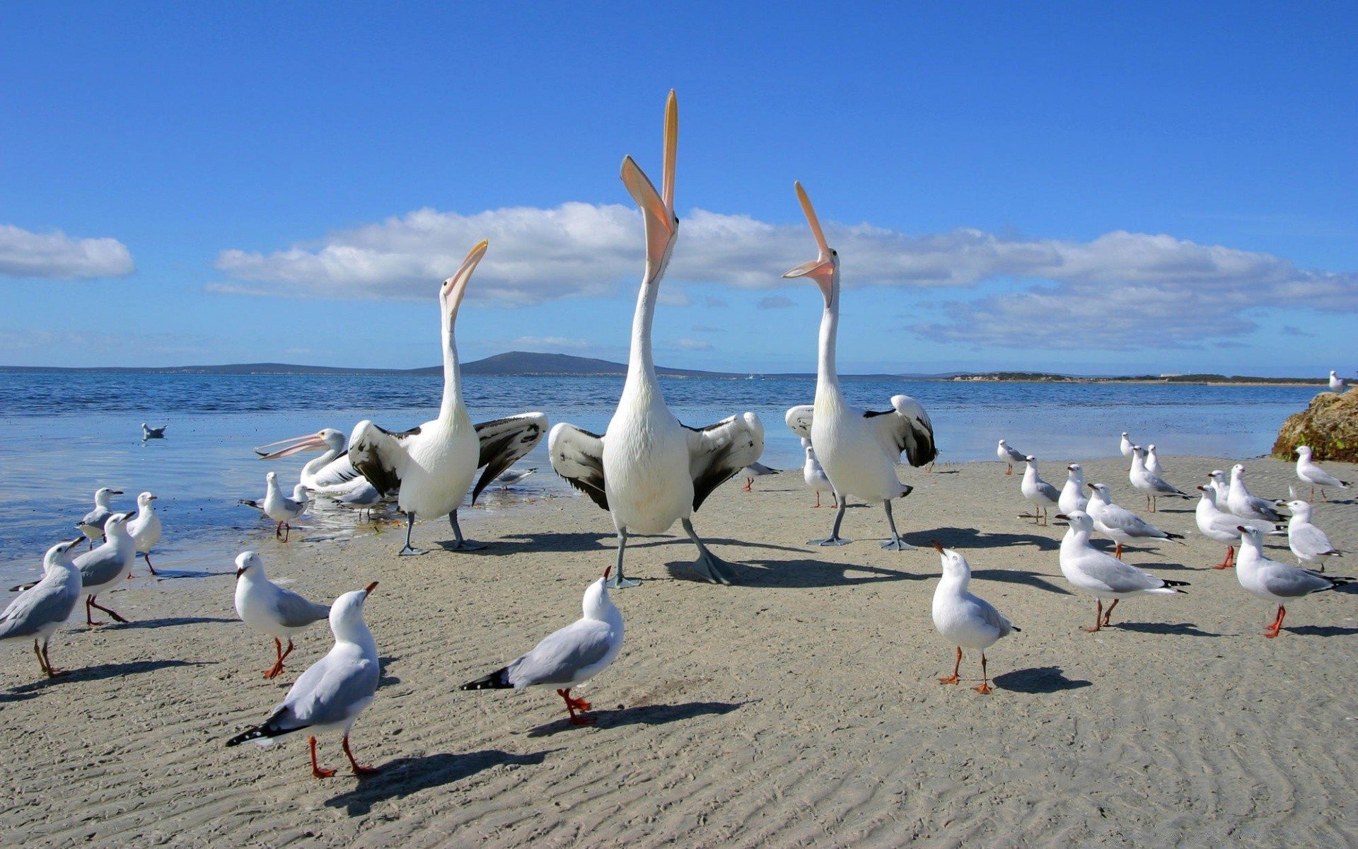 aves acuáticas gaviotas aves agua playa mar océano mar verano cielo arena naturaleza viajes vuelo costa estéril