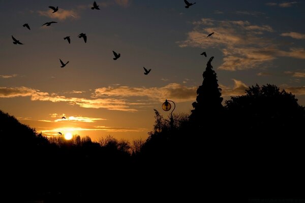 Siluetas de aves en el fondo de la puesta de sol