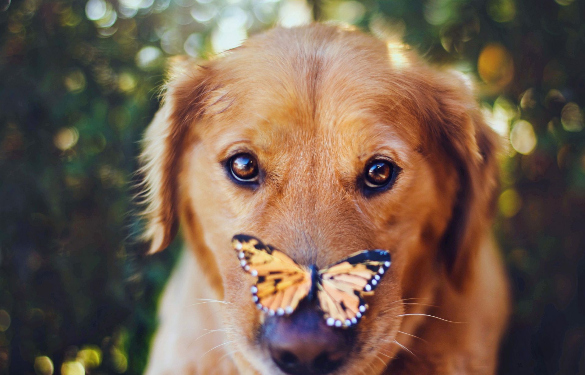 animales perro mascota lindo animal mamífero retrato perro cachorro pelaje naturaleza