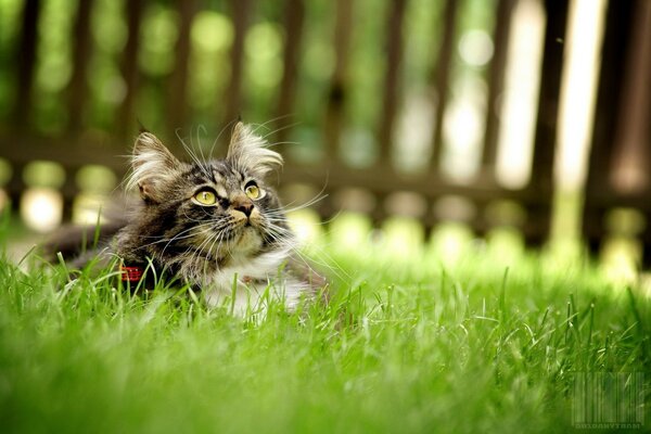 El gato en la hierba Mira hacia arriba