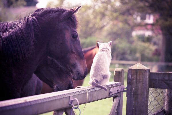 Los caballos en el corral se comunican con un gato blanco