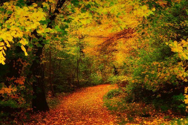 BOSQUE DE OTOÑO Y SENDERO CON HOJAS