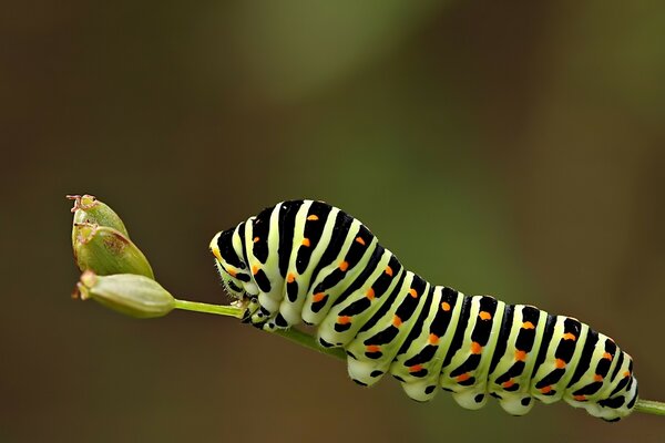La increíble belleza de la vida silvestre