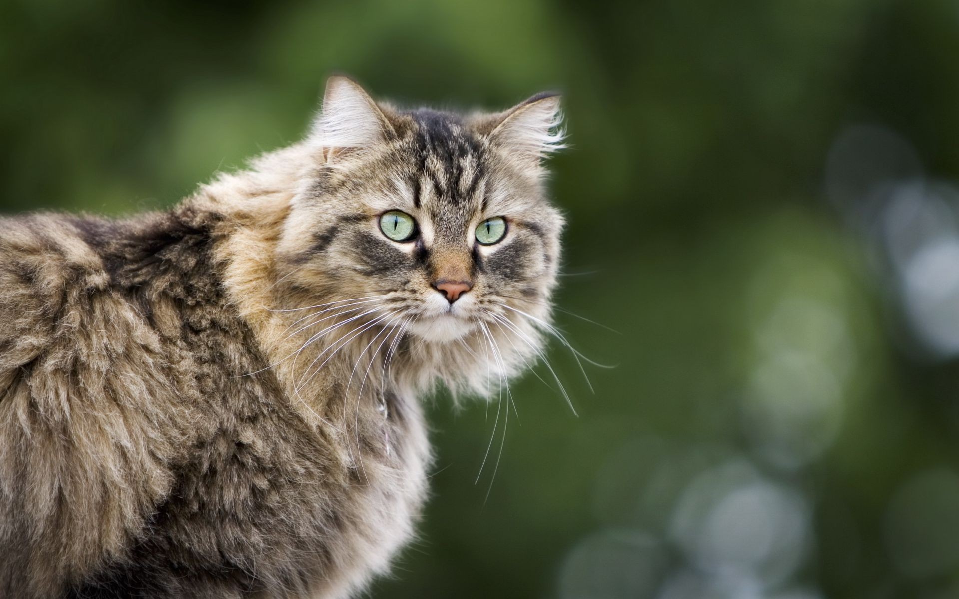 gatos animal gato lindo naturaleza mamífero mascota retrato