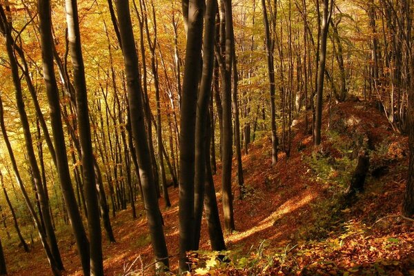 EL SOL DE OTOÑO ILUMINA UN BOSQUE RARO