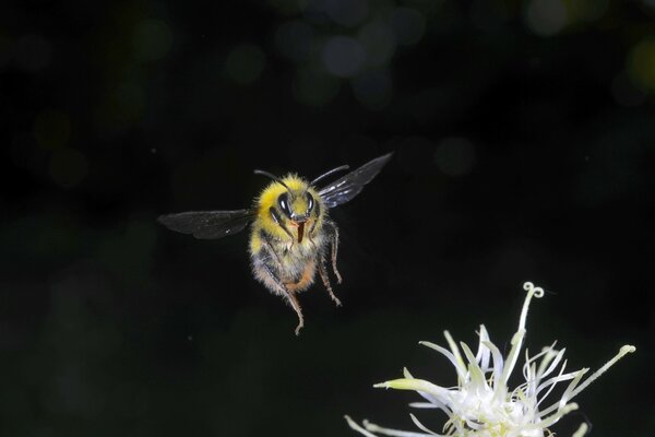 Una abeja en vuelo sobre un fondo oscuro