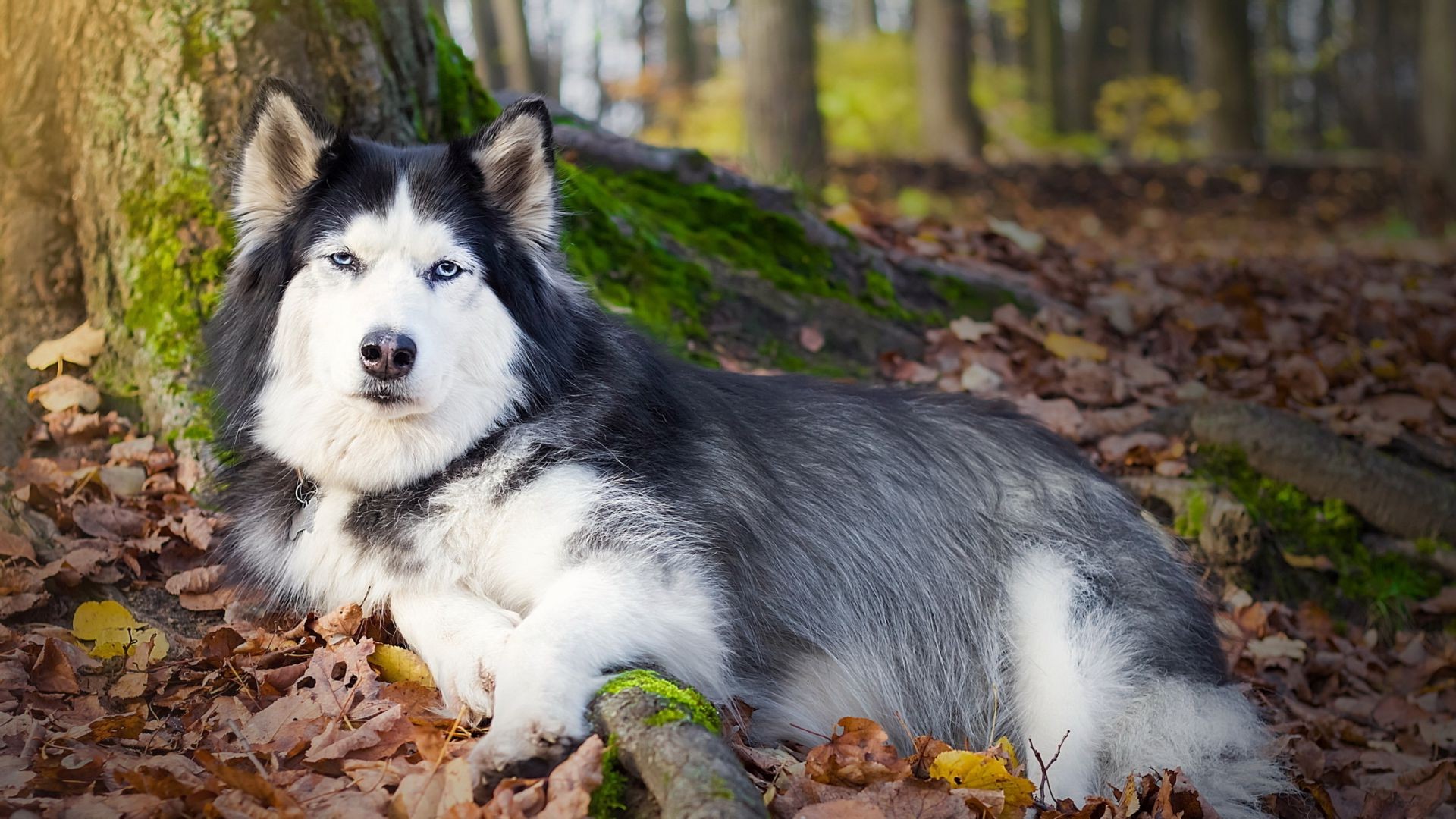 perros perro mamífero naturaleza lindo perro retrato al aire libre animal otoño madera mascota lobo piel