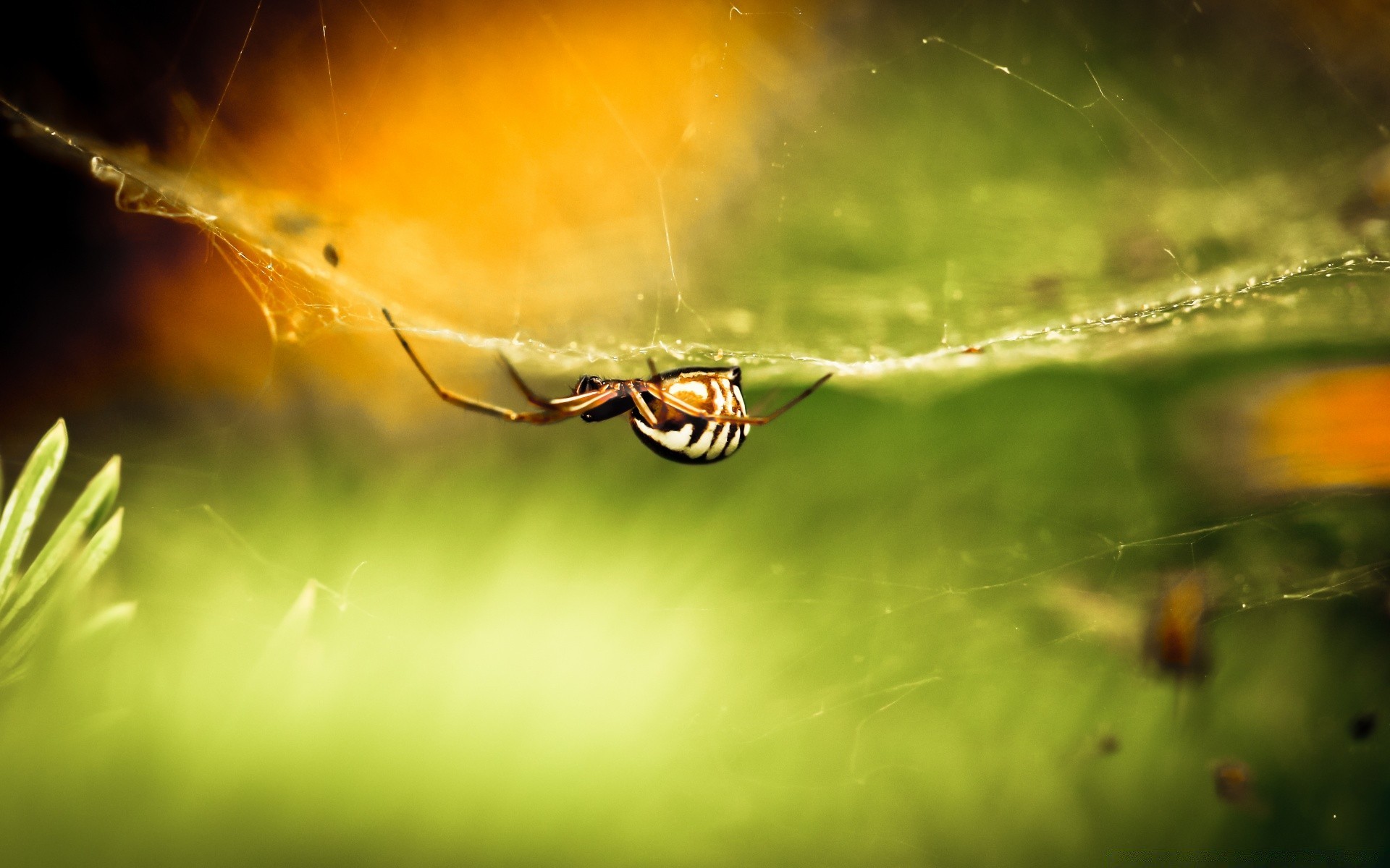 insectos insecto araña naturaleza jardín luz flor color