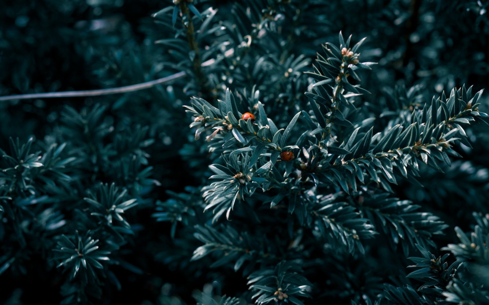 insectos navidad invierno árbol evergreen naturaleza agujas coníferas rama escritorio hoja