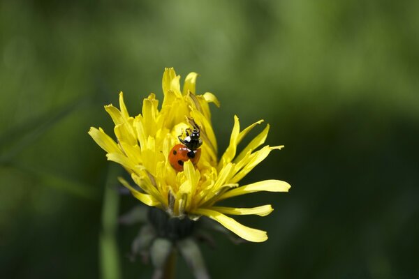 Mariquita en pétalos de diente de León