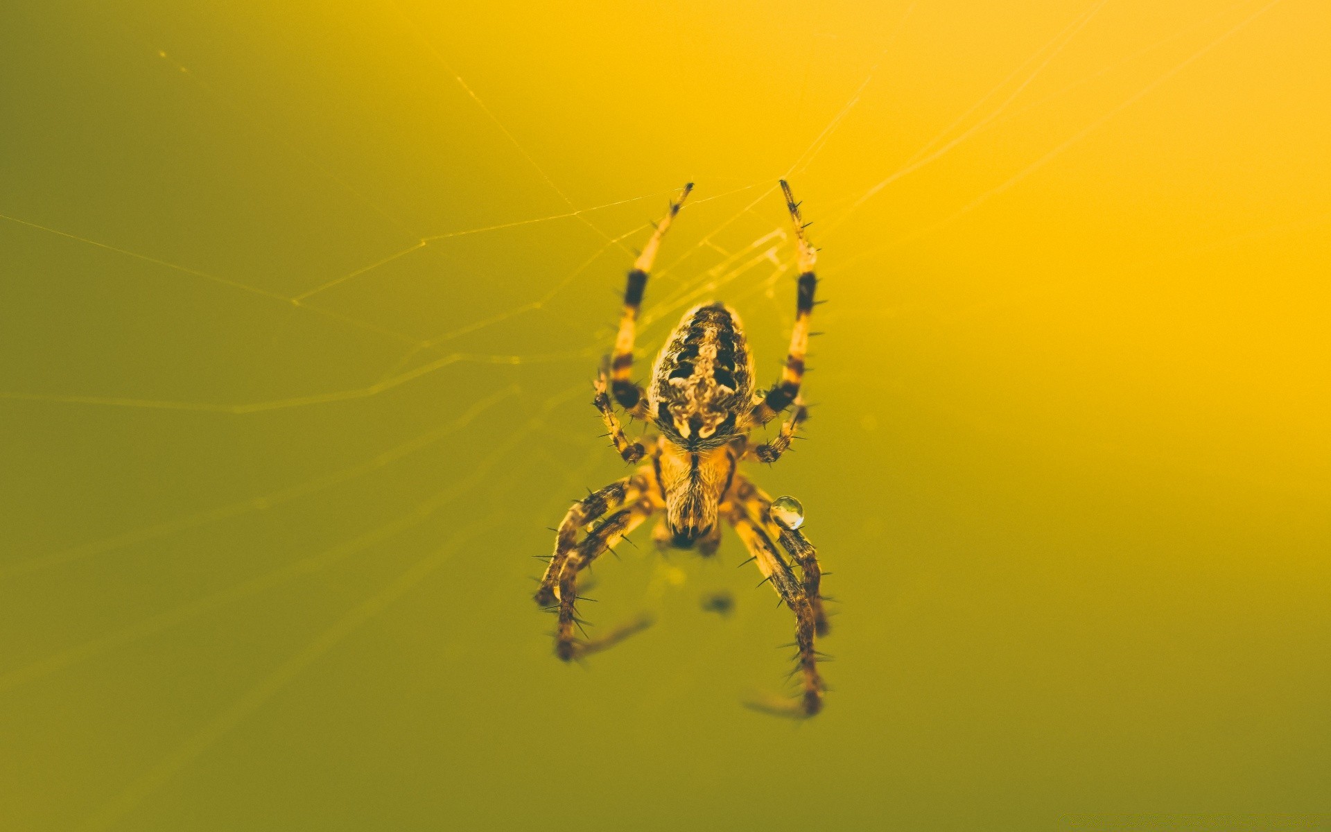 insectos araña arácnido insecto telaraña espeluznante trampa invertebrados fobia telaraña web miedo naturaleza miedo halloween escritorio astuto veneno animal vida silvestre tarántula
