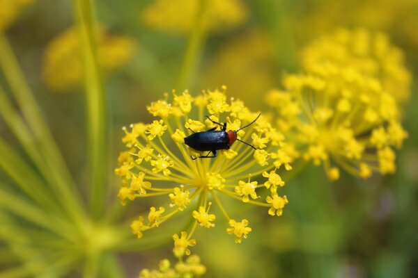 El escarabajo se arrastra sobre la flor