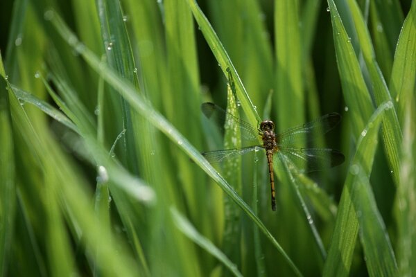 Libélula se sentó en la hierba verde