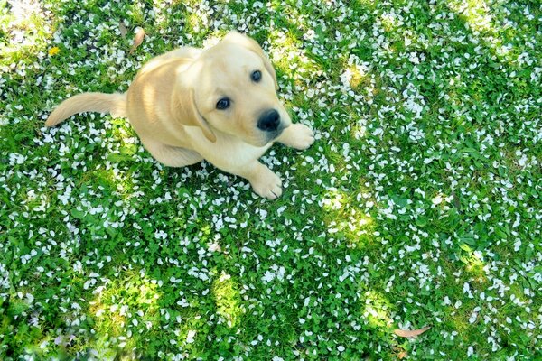 Lindo perro sentado en la hierba