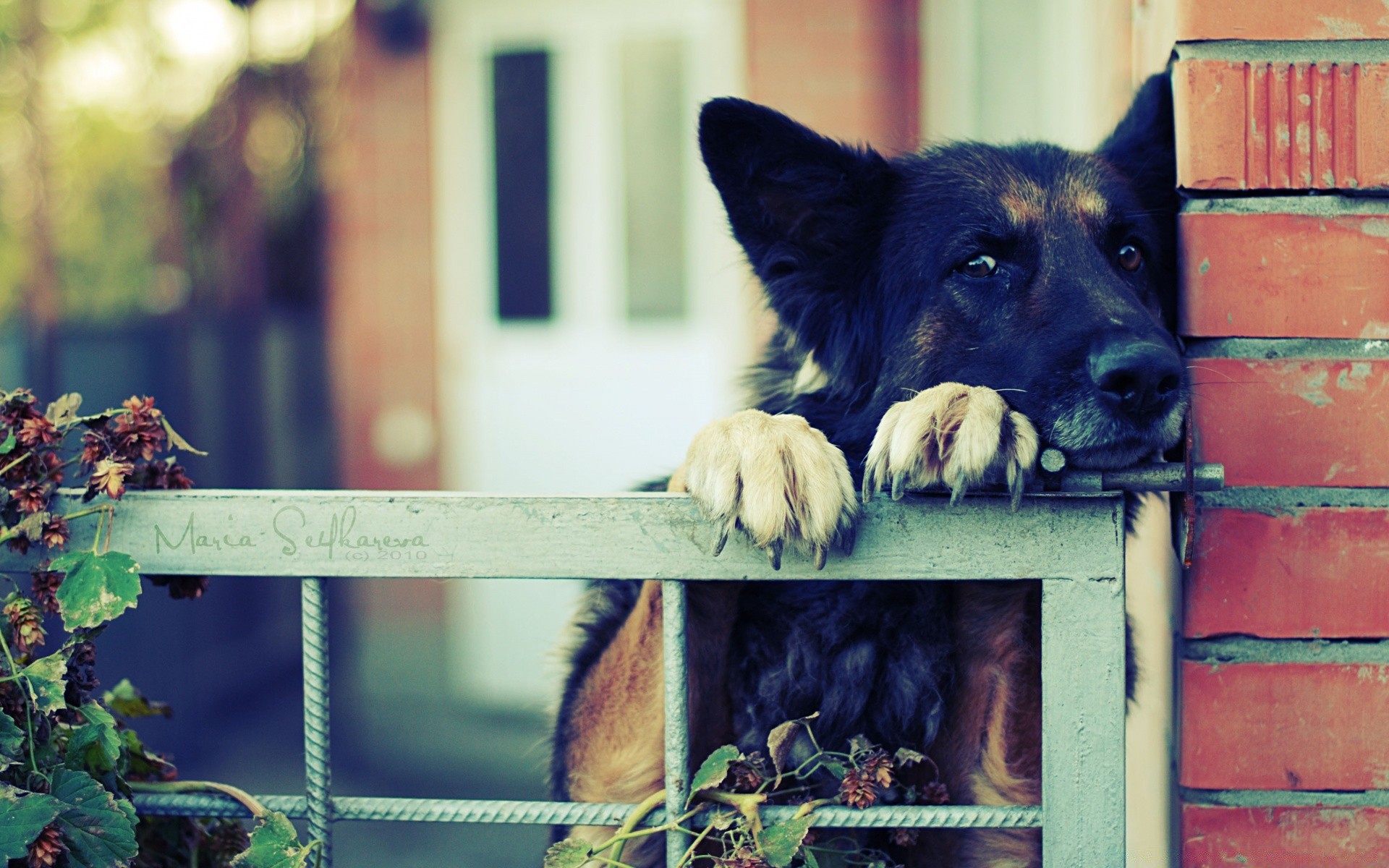 gatos perro mamífero perro cerca mascota animal solo retrato al aire libre