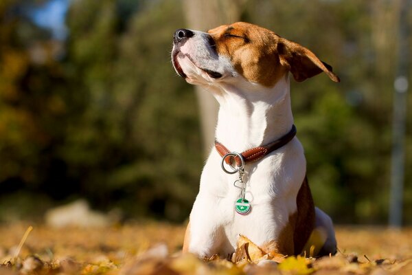 Perro tomando el sol