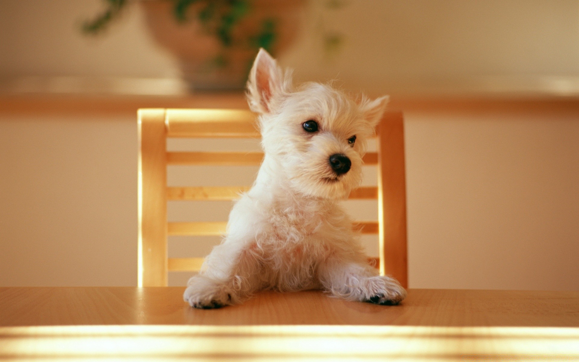perros perro mascota lindo perro cachorro doméstico mamífero interior sentarse retrato animal pequeño