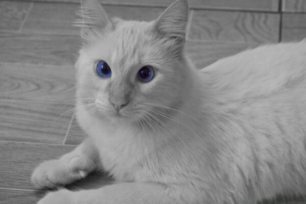 Gato blanco con ojos grandes
